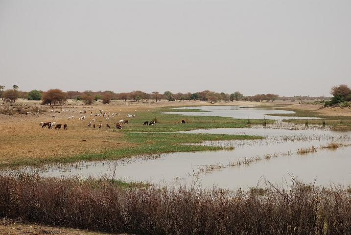 Im Niger-Binnendelta