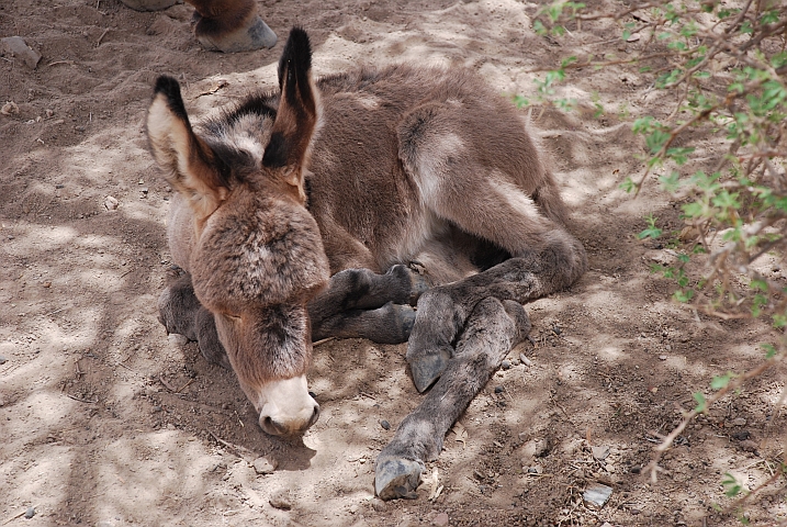 Ganz junger Esel: man hat die Kleinen einfach lieber!