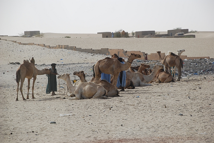 Kamele am Stadtrand von Tombouctou