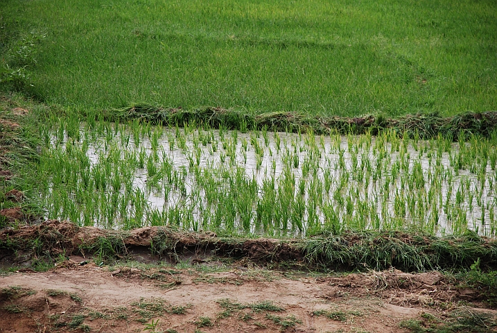 Reisanbau in Korioumé bei Tombouctou