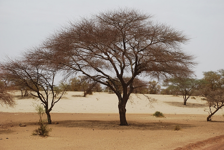 Zwischen Tombouctou und Douentza