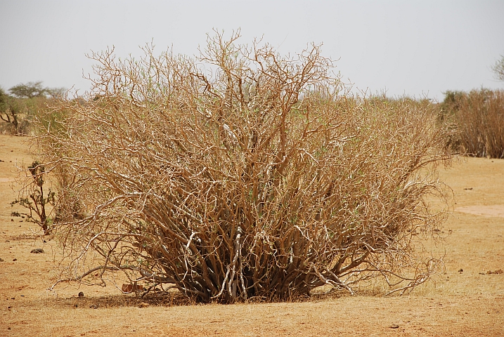 Zwischen Tombouctou und Douentza