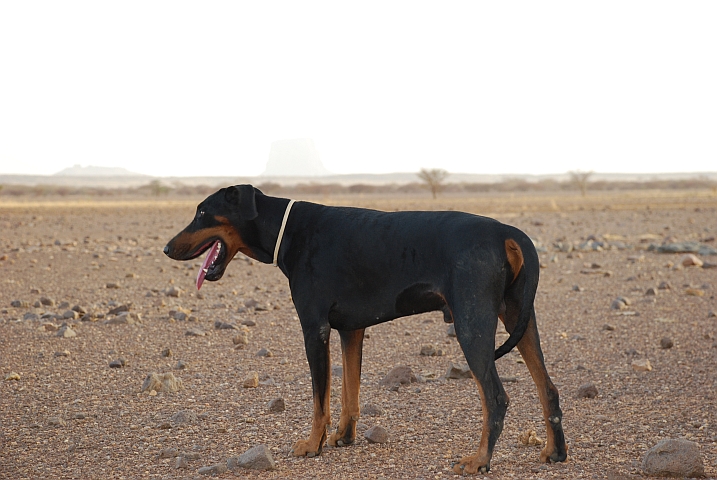 Vausto, der Holländer Hund