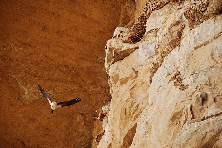 Abdim’s Störche (Abdim’s Stork) nisten in den Felsen oberhalb Teli