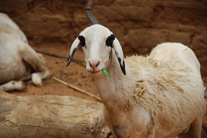 Ziege mit Teebeutel im Mund, ob der Tee wohl geschmeckt hat?