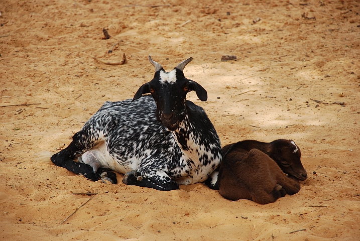 Einfach herzig, Geiss mit Jungem