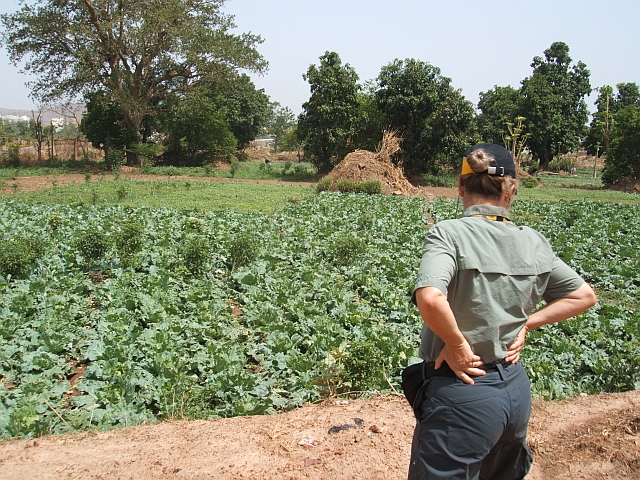 Isabella studiert die kleinen Gemüsegärten in Bamako’s Neubauquartier ACI2000