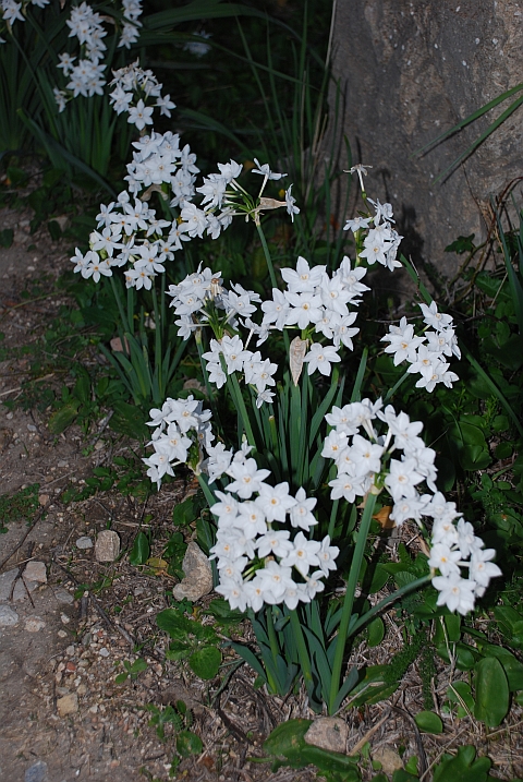 Narzissen in Marokko, wer hätte das gedacht