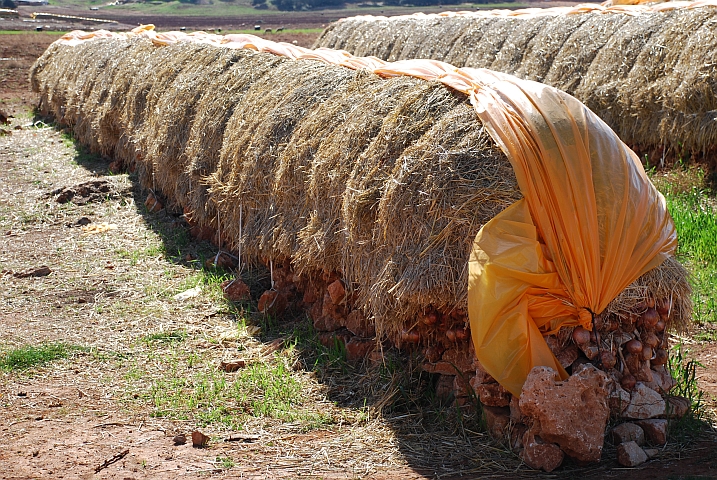 “Zwiebel-Trocknungsanlage“ vor Ifrane im Mittleren Atlas