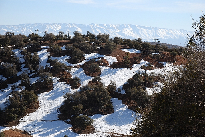 Zwischen Ifrane und Azrou im Mittleren Atlas