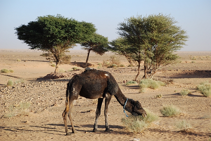 Dromedar zwischen Mhamid und Foum-Zguid
