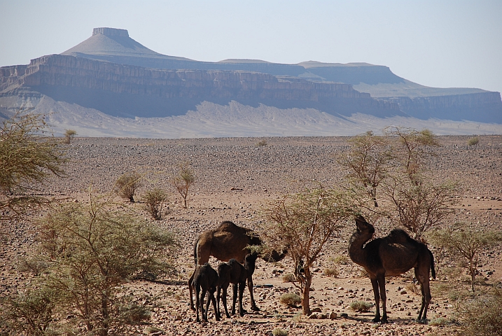 Dromedare zwischen Mhamid und Foum-Zguid