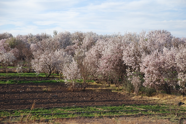 Mandelblüte im Antiatlas