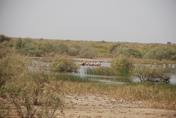 Pelikane und andere Wasservögel im Diawling-Nationalpark, durch den die Dammpiste führt