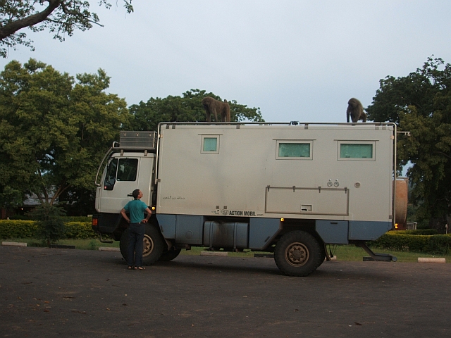 Wollt ihr wohl Obelix in Ruhe lassen? Thomas im “Gespräch mit 2 Affen, die auf Obelix rumturnen“