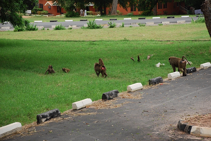 Die Pavian-Sippe trollt sich nach der Attacke