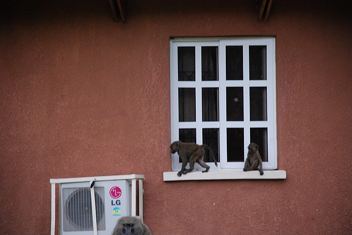 Kleine, freche Paviane