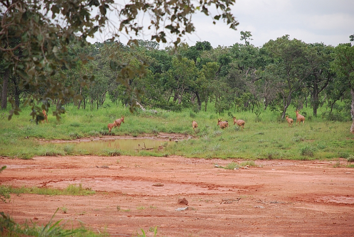 Hartebest-Antilopen?