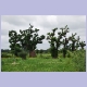 Baobabs bei Dumboa zwischen Biu und Maiduguri