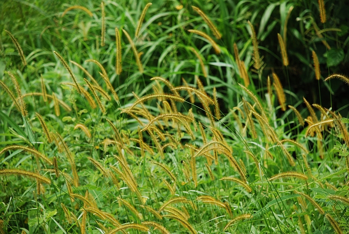 Zwischen Biu und Maiduguri bei Dumboa