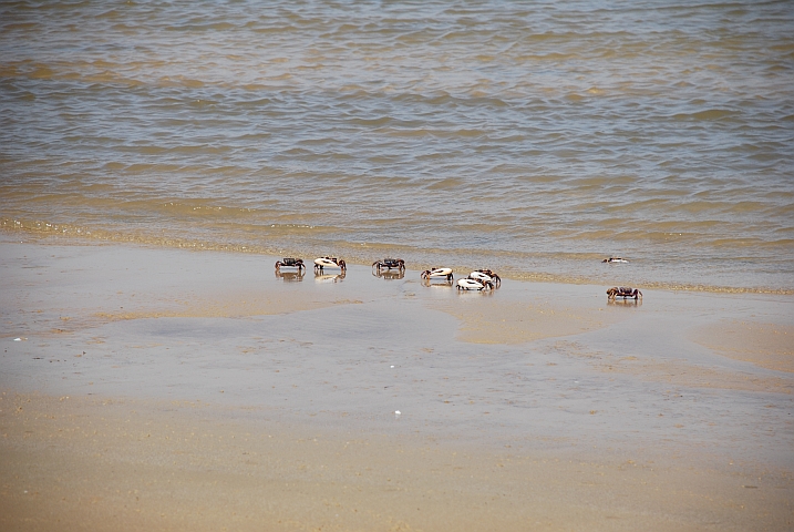 Krabben im Nationalpark “Langue de Barbarie“