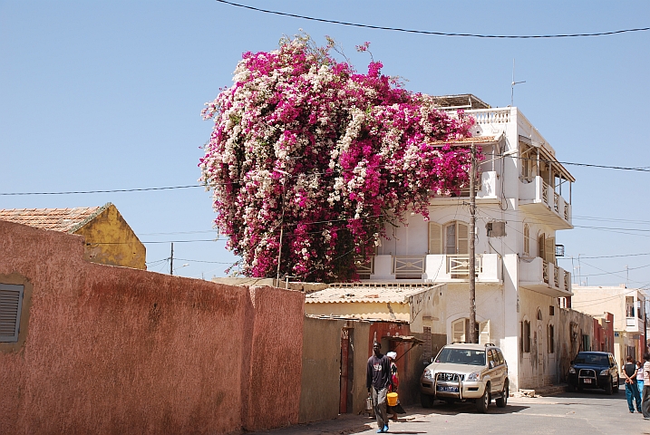 Wunderschön überwachsenes Haus in St. Louis