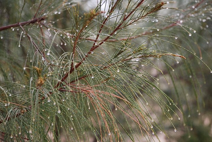 Nebeltau in der Zebrabar