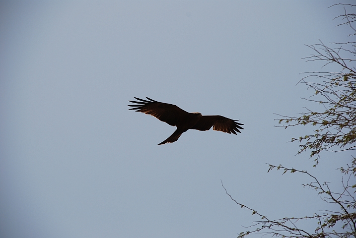 Raubvogel im Aufwind der Île de Gorée vor Dakar