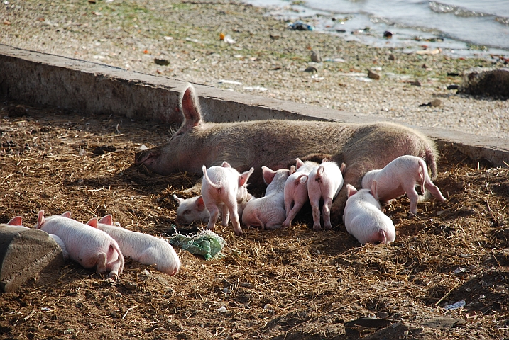 Auf Fadiout gibts auch Schweine, Muttersau mit ihren Ferkeln
