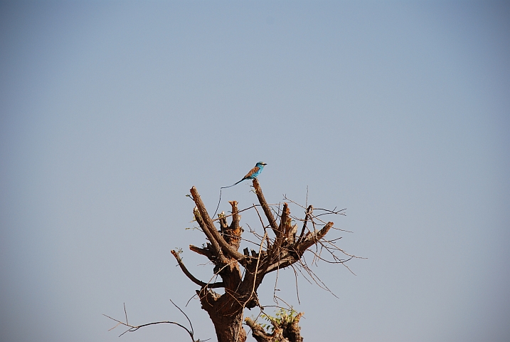 Abyssinian Roller (Senegalracke)