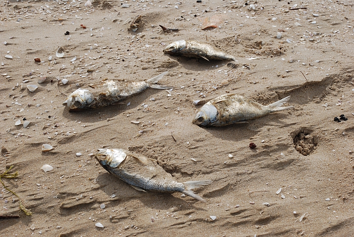 Fische auf der falschen Seite des Spülsaumes in Kafountine