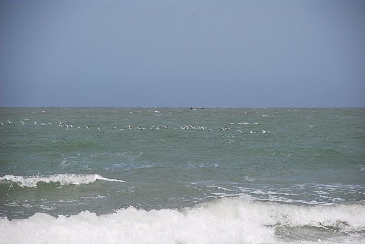Meeresvögel unterwegs vor Kafountine