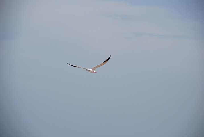 Caspian Tern (Rauchseeschwalbe)