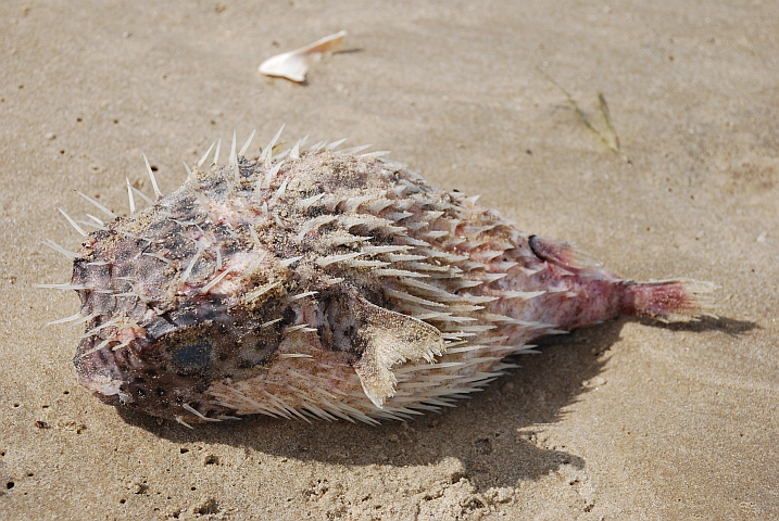 Frisch angeschwemmt am Strand von Kafountine