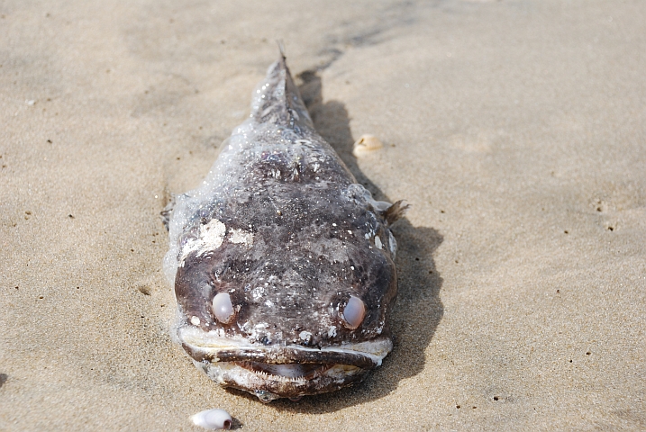 Angeschwemmter Fisch am Strand  bei Kafountine