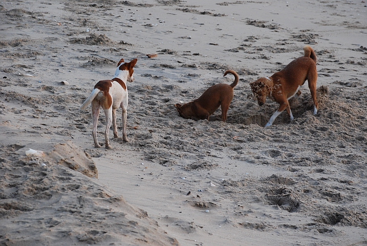 Die Hotelhunde spielen am Strand