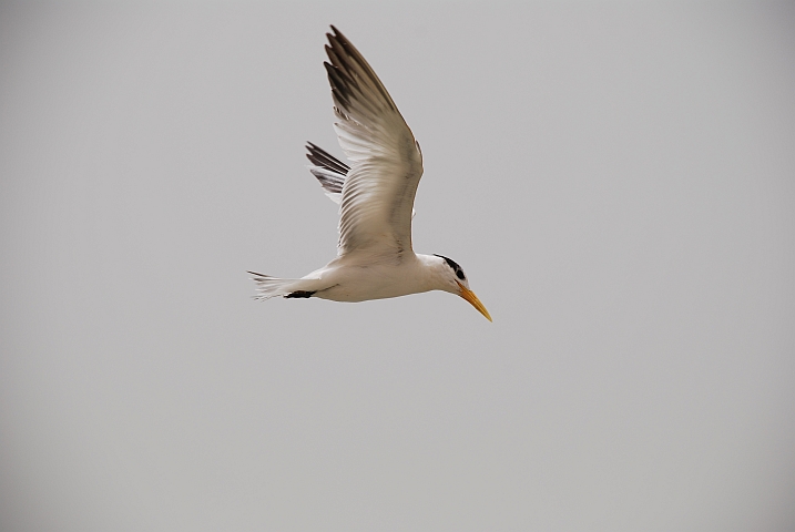 Royal Tern (Königsseeschwalbe)