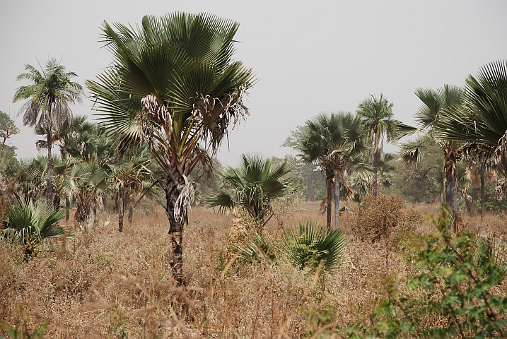 Landschaft in der Casamance