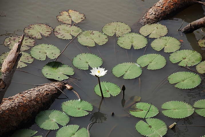 Seerosen im Casamance-Flüsschen in Kolda