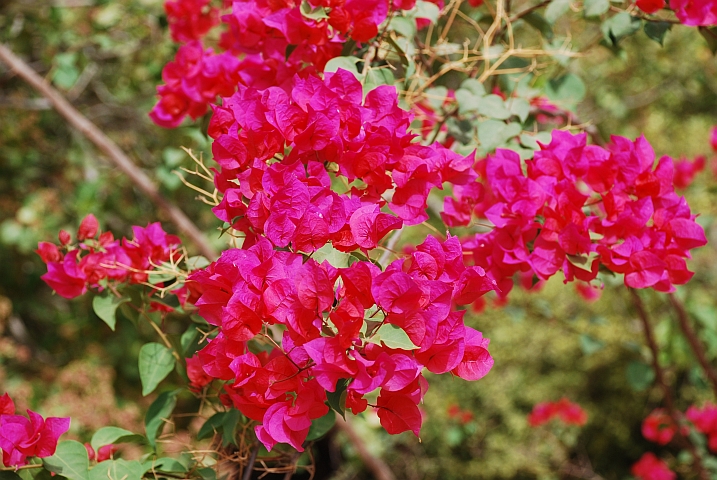 Blütenpracht in der Casamance