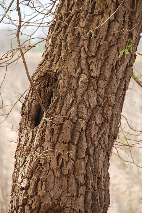 Baum mit stark strukturierter Rinde