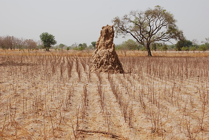 Termitenhügel in einem der vielen (mit einer uns unbekannten Kulturpflanze) bebauten Felder in der Casamance