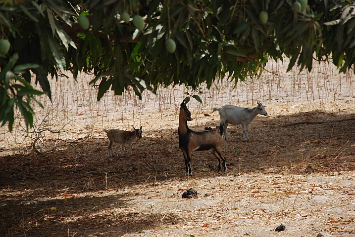 Auch Ziegen essen gerne Mangos