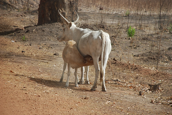 Das Kalb lässt sich von Obelix nicht stören