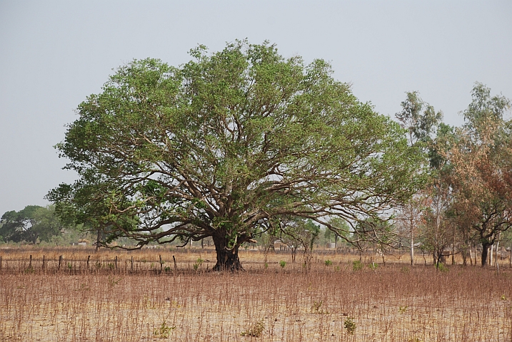 Grosser Baum im Grenzgebiet zu Guinea
