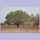 Grosser Baum im Grenzgebiet zu Guinea