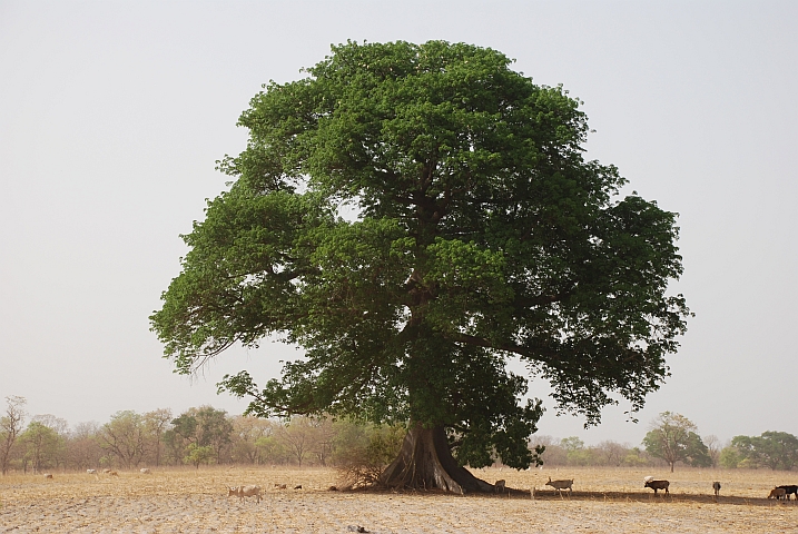 Grosser Baum im Grenzgebiet zu Guinea