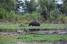 Zur Fotogalerie Botswana (II)