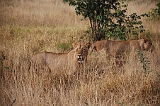 Zur Fotogalerie Südafrika (II)