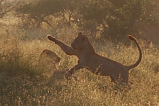 Zur Fotogalerie Südafrika (V)